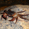 Fresh Water Crab