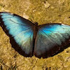 Morpho, Blue Butterfly