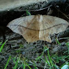 Rose hooktip moth