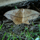 Rose hooktip moth