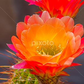 Simply Cactus by Robert Marquis - Flowers Flowers in the Wild