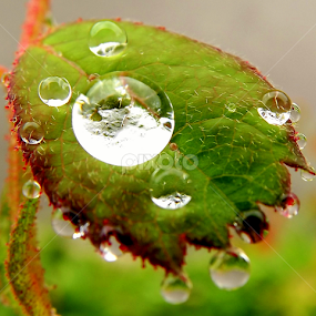 najveći by Jelena Puškarić - Nature Up Close Other Natural Objects