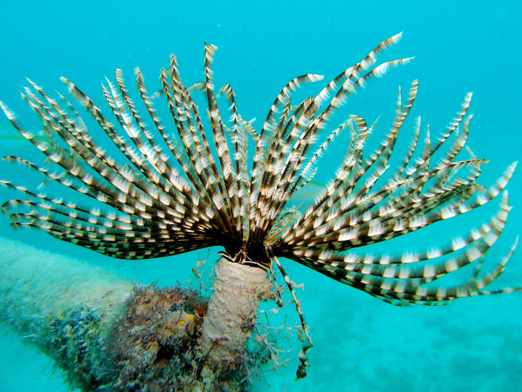 Coral life spotted during a snorkeling outing in the waters around Aruba.