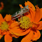 Flower Mantis