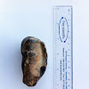 Fossil whale tympanic bone