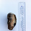 Fossil whale tympanic bone