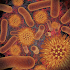 Infectious Disease Compendium38.02.05 (Paid)