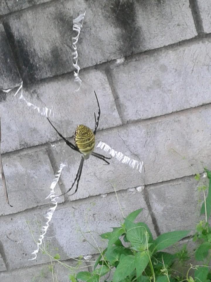 Oval St. Andre's Cross Spider
