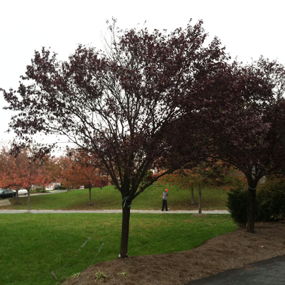 Burbank Plum tree Project Noah