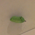 Monarch Butterfly ( Pupa )