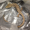 San Diego alligator lizard