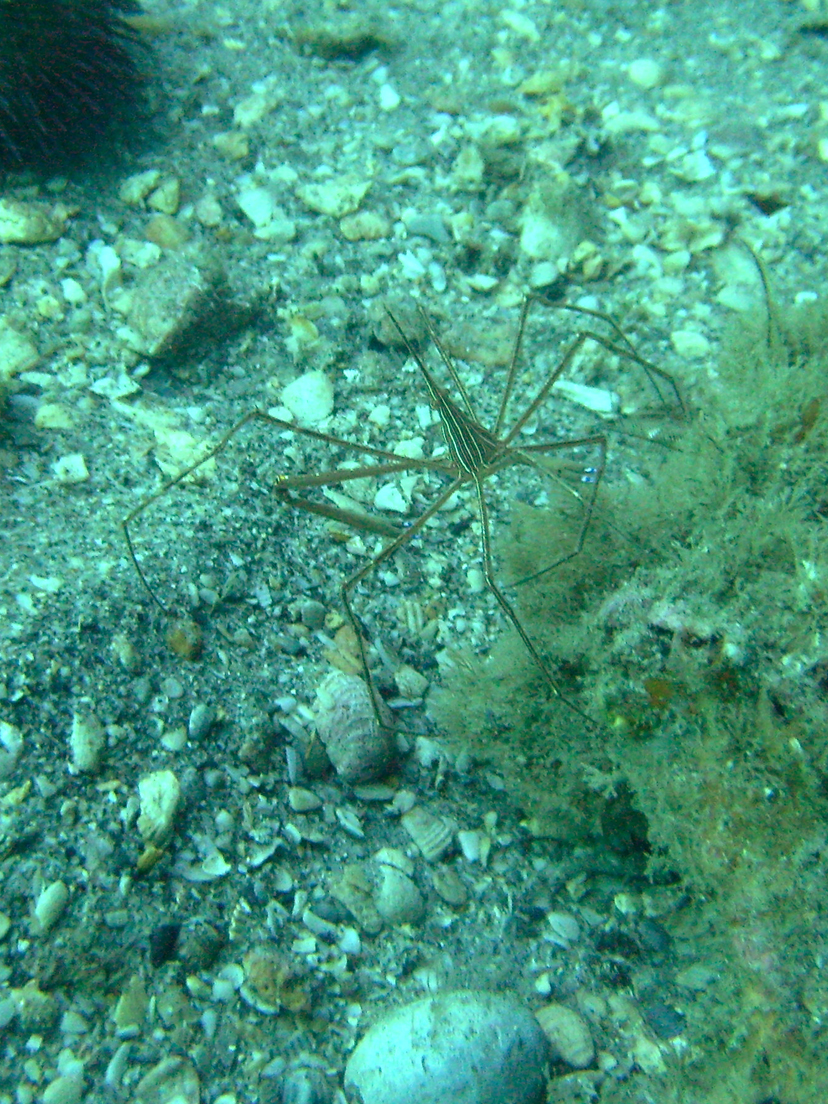 Yellowline Arrow Crab