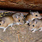 Deer Mice