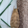 Banded Tussock Moth