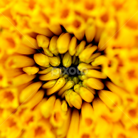 Marigold Flower... by Ramakant Sharda - Flowers Single Flower