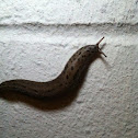 Great grey slug