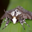 Lymantrid moth