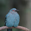Asian fairy bluebird (female)
