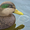 Mallard/American Black Duck hybrid