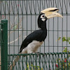 Oriental Pied Hornbill