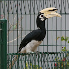 Oriental Pied Hornbill