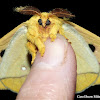Io Moth (Male)