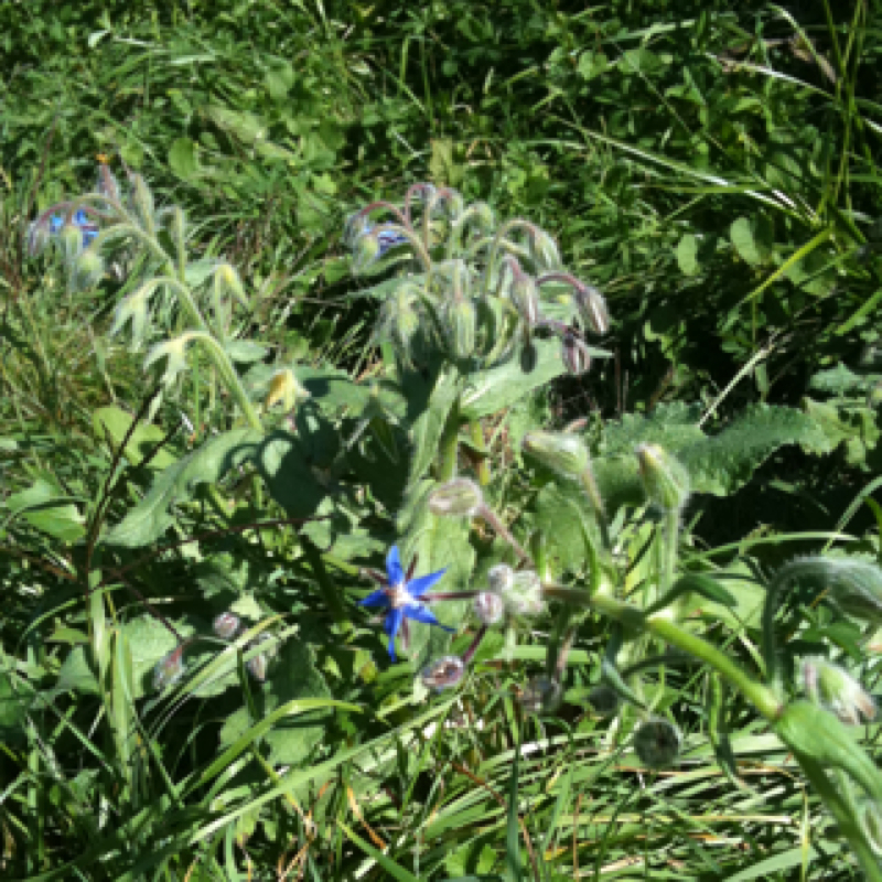 Borage