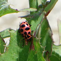 12 Spotted Lady Beetle