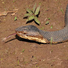 Western cottonmouth