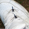 Blue Corporal dragonflies (males, perching on my shoe)