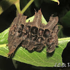 Limacodid Caterpillar