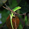 Crested green lizard