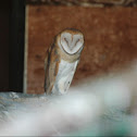 Barn owl