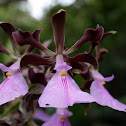 Kunth Dressler Orchid