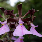 Kunth Dressler Orchid