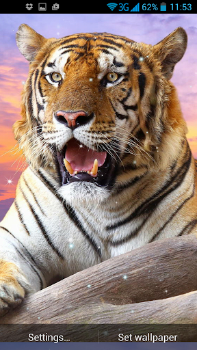 Tiger Live Wallpaper