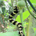 Tinolius moth caterpillar
