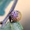 Eastern Speckled Oak Gall Wasp Gall