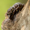 Deccan ground gecko