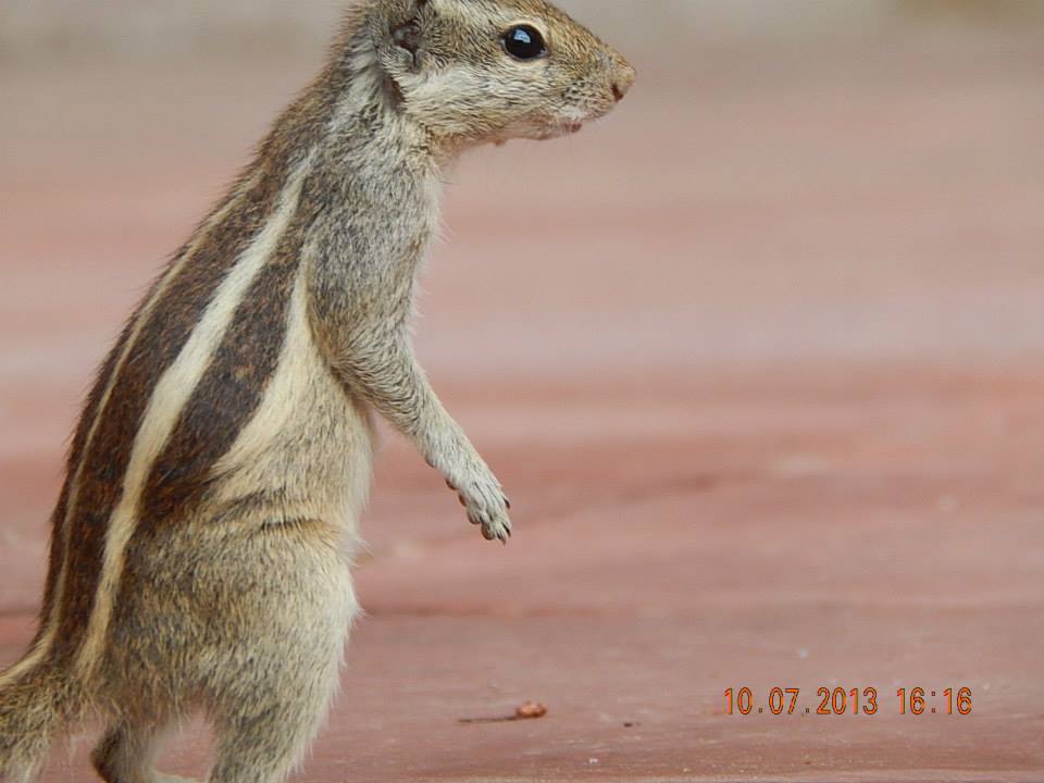 Indian Palm Squirrel