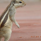 Indian Palm Squirrel