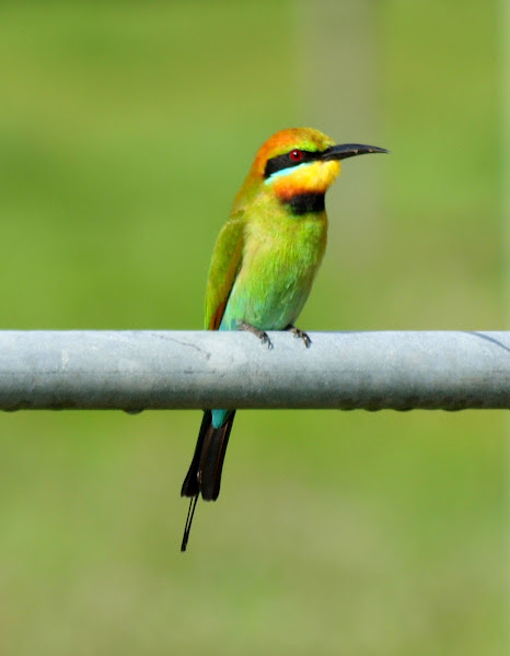 Rainbow Bee Eater Project Noah