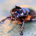 Fork-horned Rhino Beetle