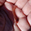 NZ proboscis worm