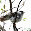 Blackpoll Warbler