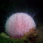Edible Sea Urchin
