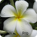Kauai Flowers Pro logo