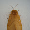Oak Eggar Moth / Hrastov prelac