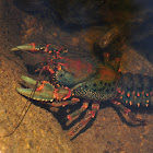 crayfish