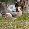 Domestic Brown Chinese Goose